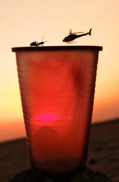 Ant vs. chopper