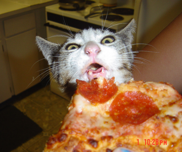 Cat and cheese pizza