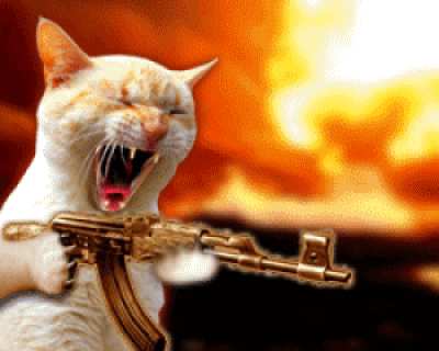 Cat with a rifle