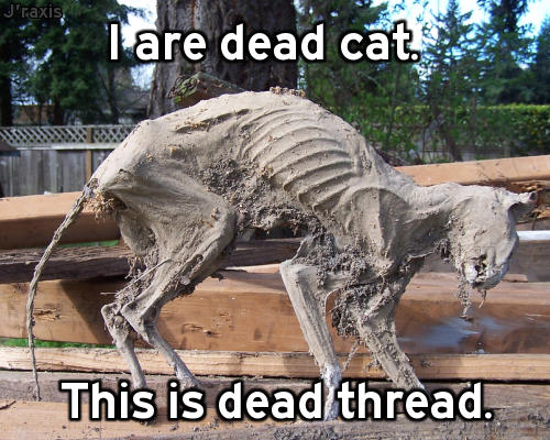 Dead cat