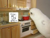 Dickbutt in the kitchen