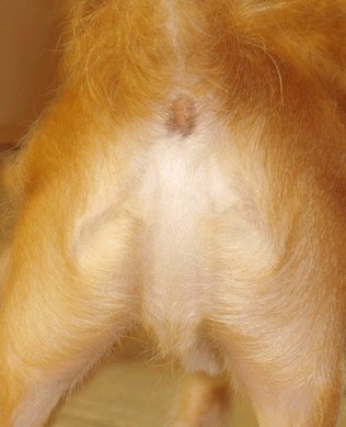 Dog butt Jesus