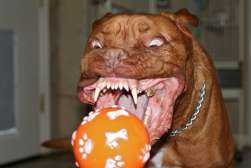 Dog eat ball!