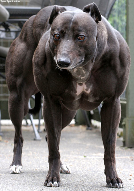 Muscle dog