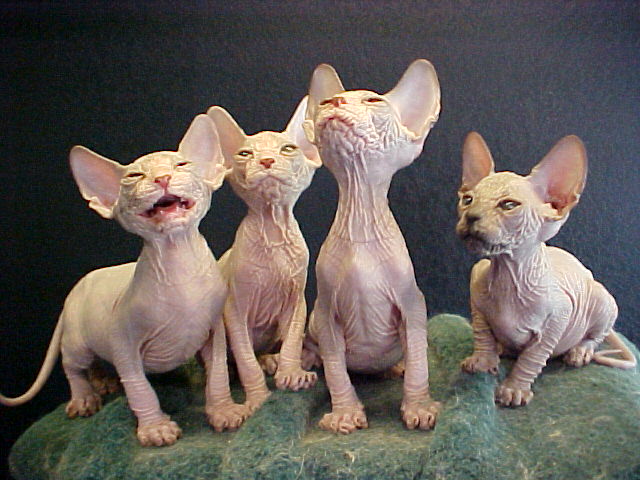 Naked cats