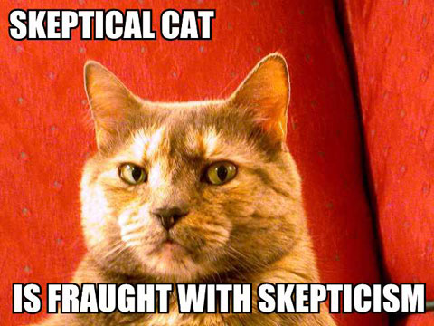 Skeptical cat