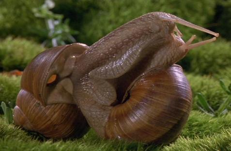 Snail sex