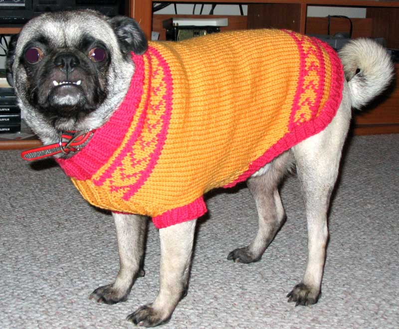 Sweater dog